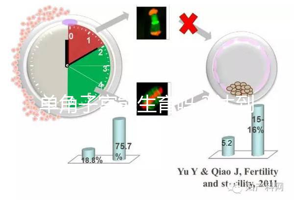 單角子宮能生育嗎？達到這4個條件即可懷孕生孩子