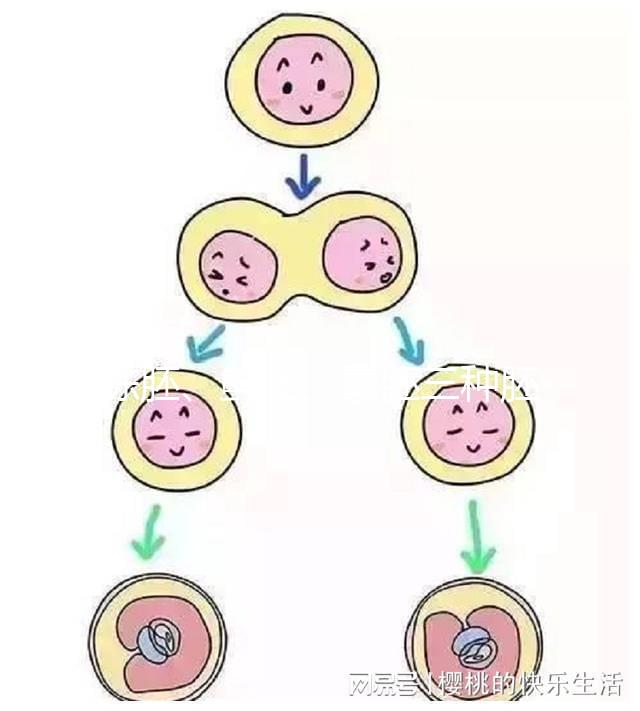 凍胚、鮮胚、囊胚三種胚胎移植方式如何選?身體會(huì)給你答案