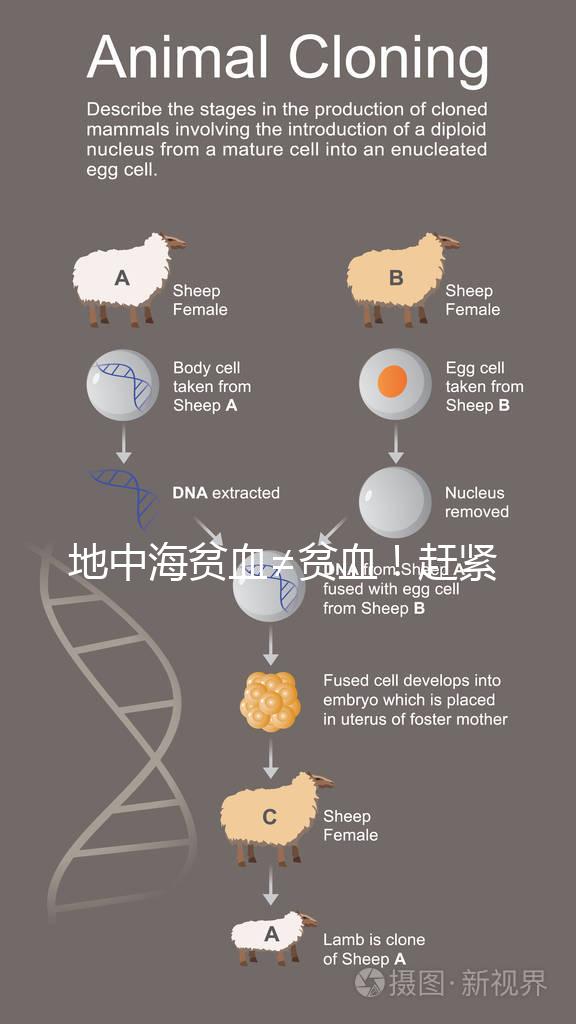 地中海貧血≠貧血！趕緊來看看地貧和貧血有什么區別