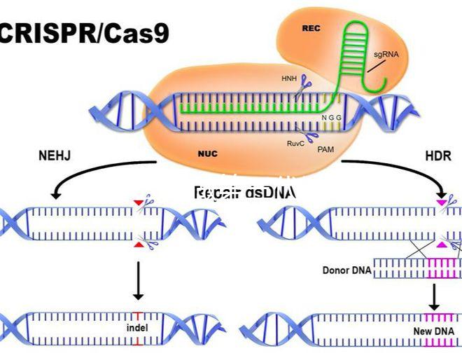 為什么要做第三代試管嬰兒？