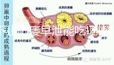 不止陽痿早泄能吃!麒麟丸3大功效適用于4類人群