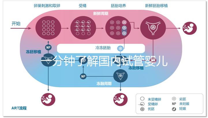 一分鐘了解國(guó)內(nèi)試管嬰兒相關(guān)規(guī)定與流程