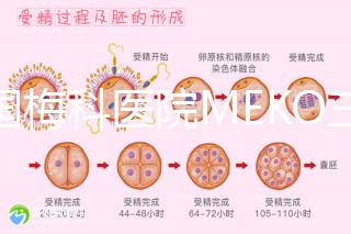 泰國梅科醫院MEKO三代試管嬰兒，不靠中介翻譯安心好孕