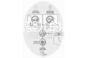 泰國(guó)試管嬰兒的費(fèi)用（泰國(guó)試管嬰兒的費(fèi)用是多少？）
