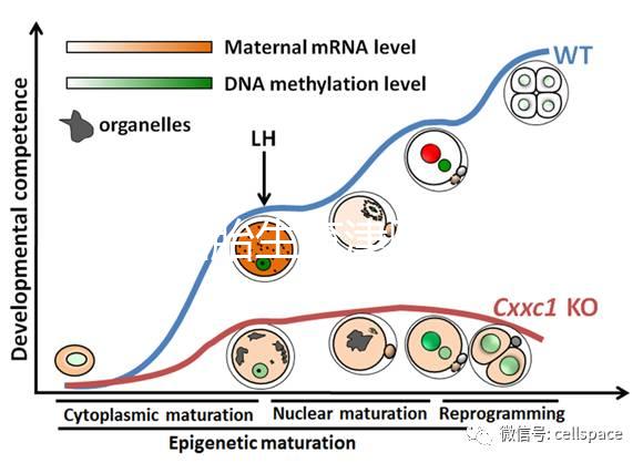 天津四胎生育津貼多少錢一個月，能不能走生育保險揭秘，快速展示