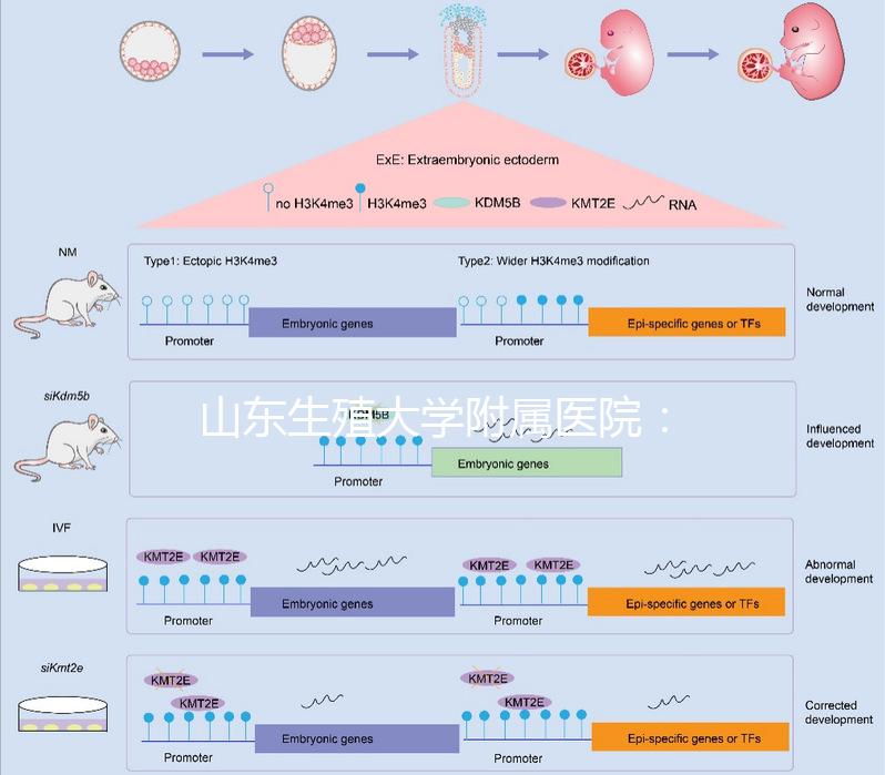山東生殖大學附屬醫(yī)院：試管成功率高達55%的研究中心