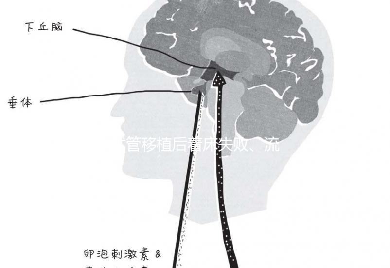 試管移植后著床失敗、流產(chǎn)?可能是“封閉抗體”出了問(wèn)題
