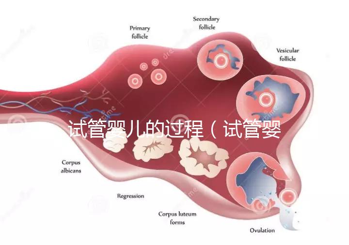 試管嬰兒的過程(試管嬰兒的過程步驟及時(shí)間)