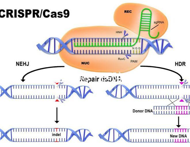 試管嬰兒哪個(gè)醫(yī)院成功率高(廈門(mén)試管嬰兒哪個(gè)醫(yī)院成功率高)