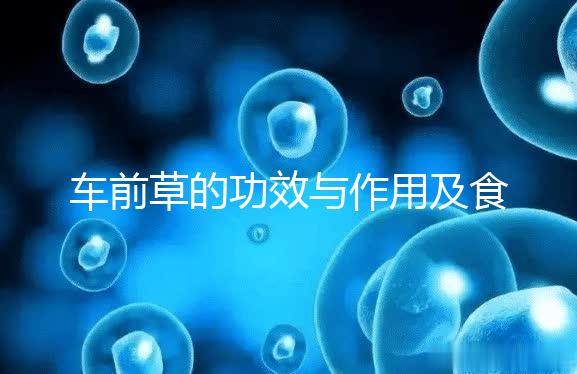車(chē)前草的功效與作用及食用方法(男性長(zhǎng)期喝車(chē)前草好處)