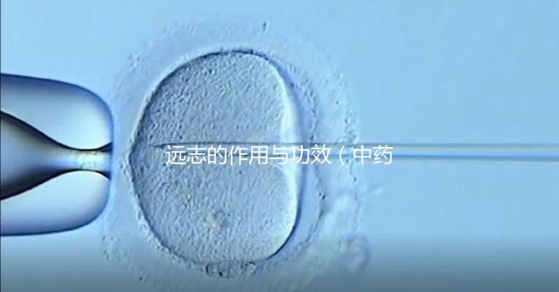 遠(yuǎn)志的作用與功效(中藥遠(yuǎn)志的作用與功效)