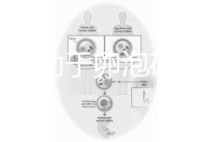 跳繩有助于卵泡破裂嗎?4種有效手段值得入手