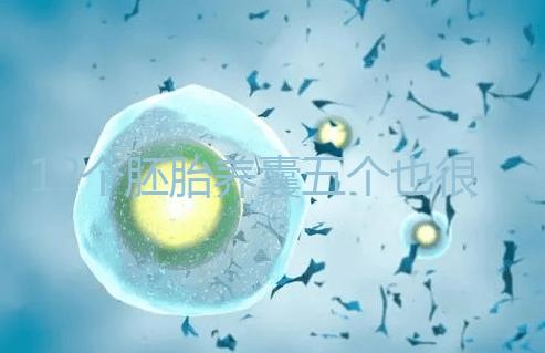 12個胚胎養囊五個也很正常,看完成功率就知所言非虛